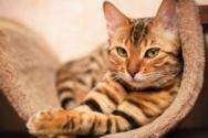 Endometritis bei Katzen: Ursachen, Symptome, Behandlung, Erholungszeit und tierärztliche Beratung