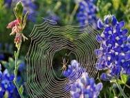 Träume von Spinnen am Körper.  Warum träumst du von Spinnen?  Warum träumen Spinnen – laut dem Traumbuch von Nostradamus